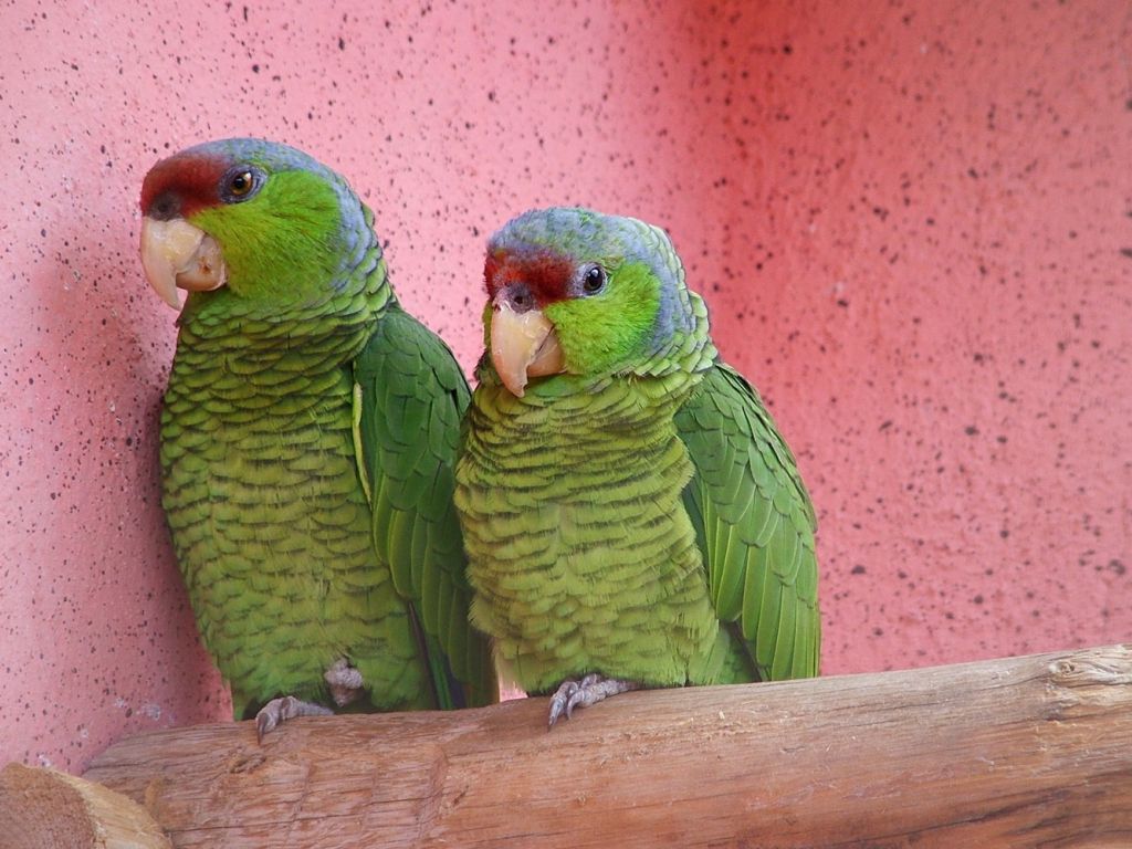2 Parrots wallpaper