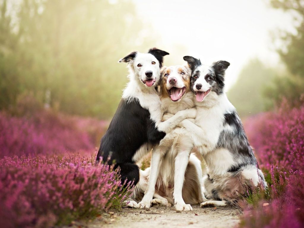 3 Cute Dogs wallpaper
