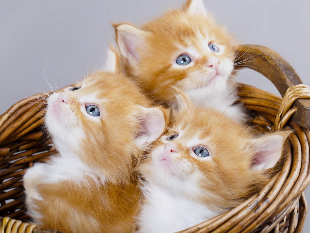 3 Kittens in Basket wallpaper
