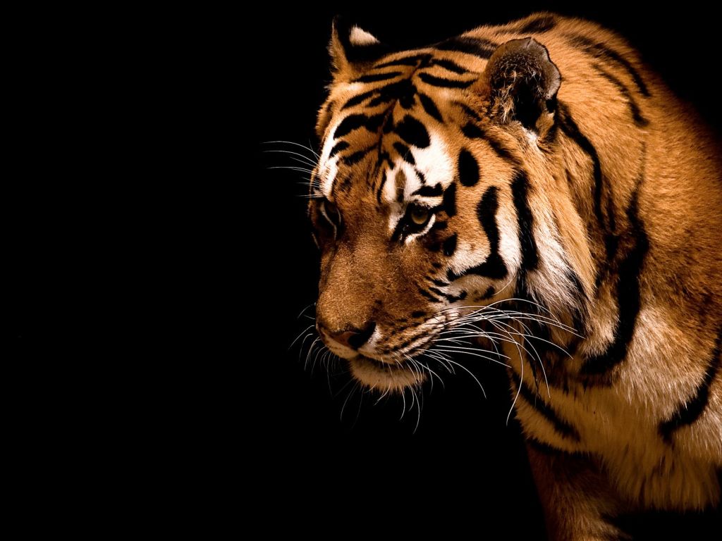 Dark Tiger - Photo Wallpaper