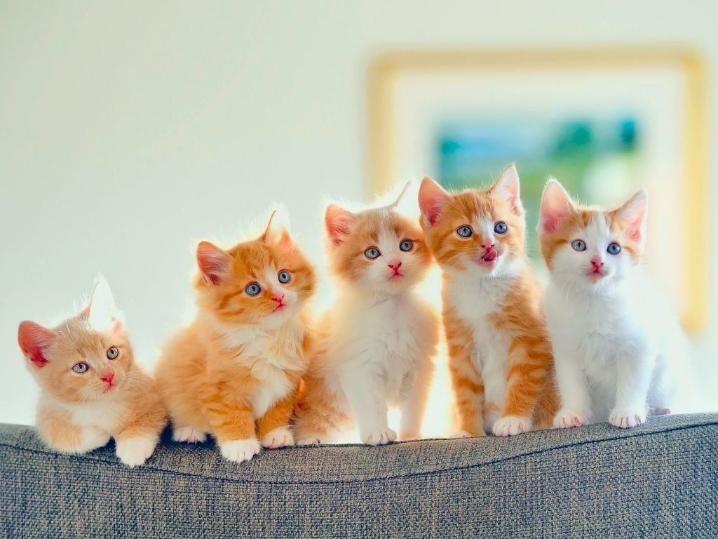 5 Cute Kittens wallpaper