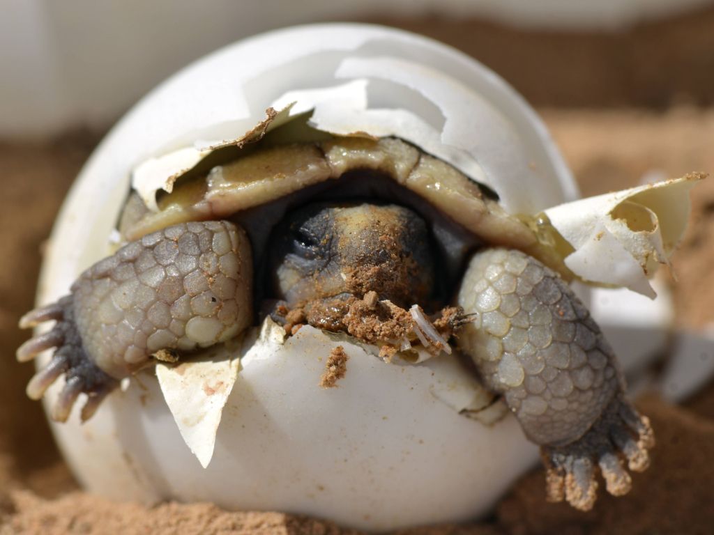A Baby Desert Tortoise wallpaper