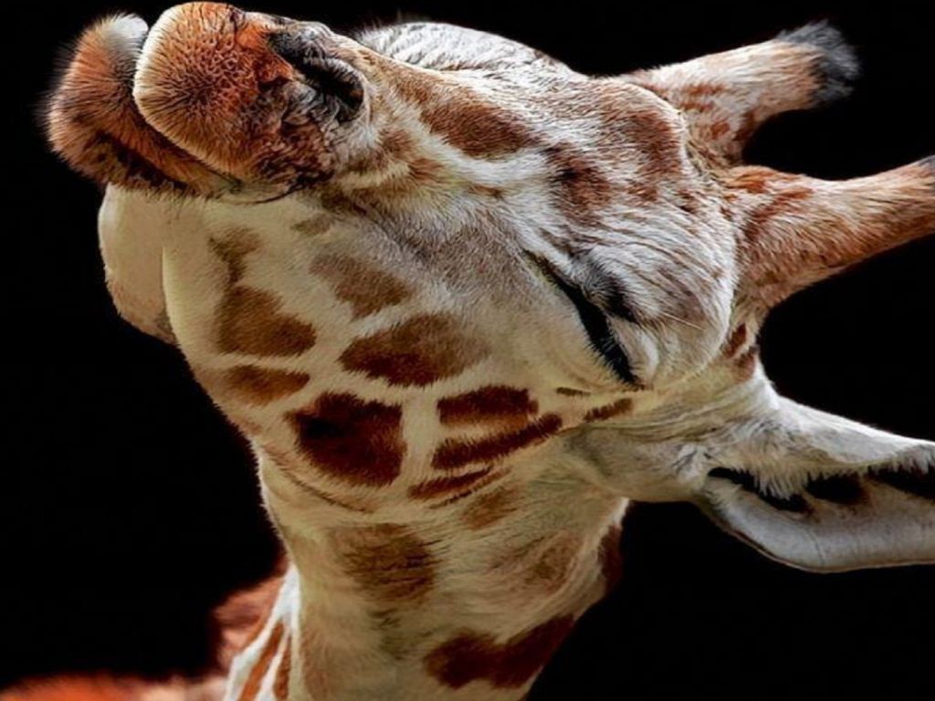 A Baby Giraffe Looking Way Too Happy wallpaper