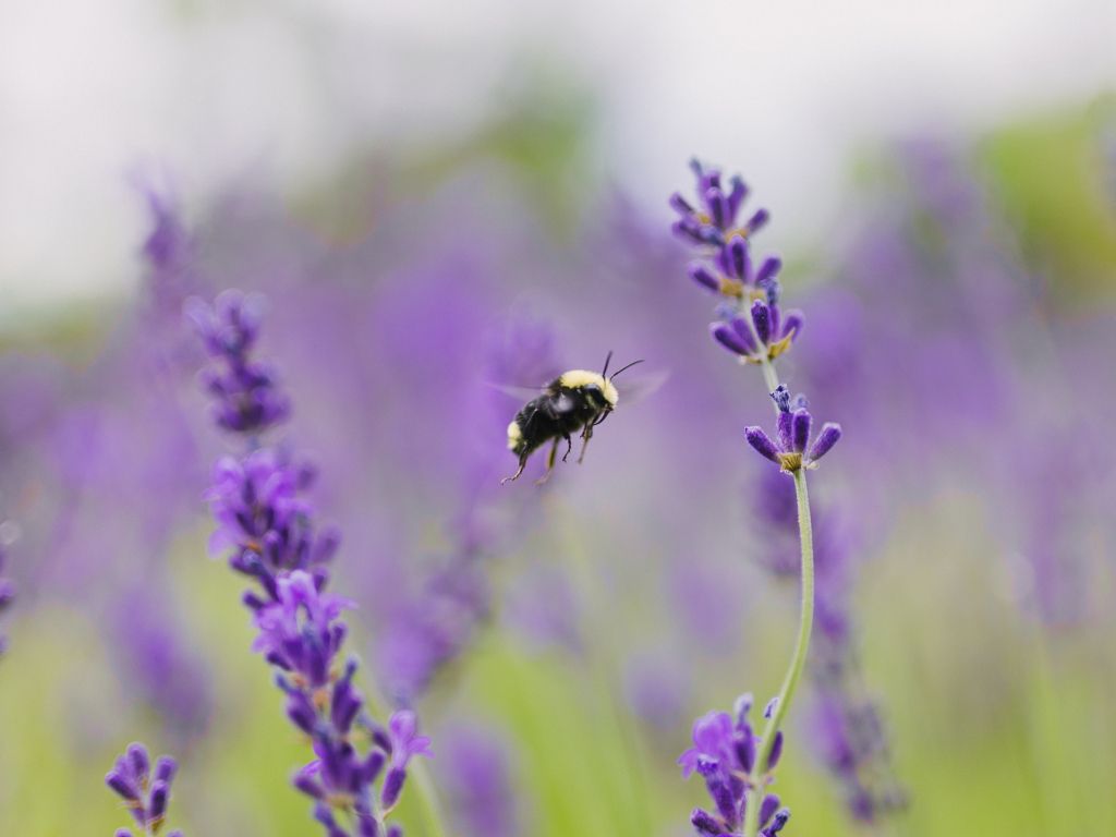 A Bee Mid Flight in Search of Nectar wallpaper