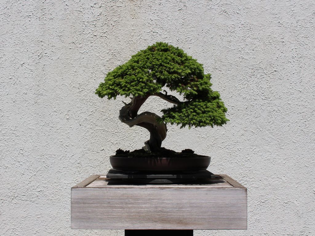 A Bonsai Tree at the National Arboretum wallpaper