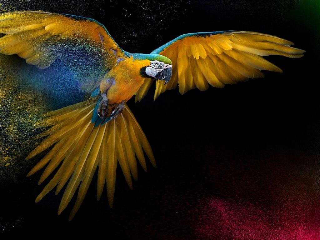 A Colorful Parrot wallpaper