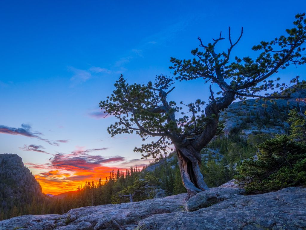 A Cool Looking Tree in Rocky Mountain National Park wallpaper