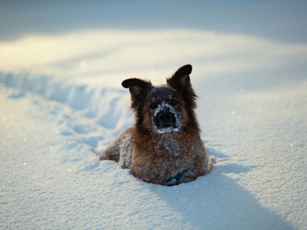 A Dog in Snow wallpaper