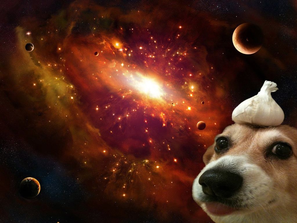 A Dog With Garlic on Its Head in Space wallpaper