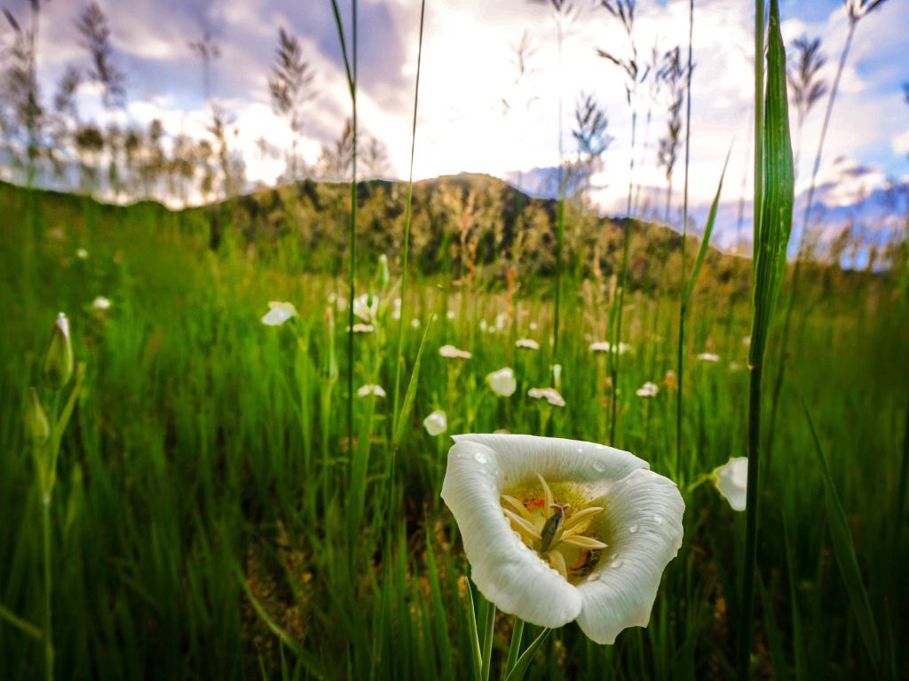 A Flowery Meadow in Boulder CO wallpaper