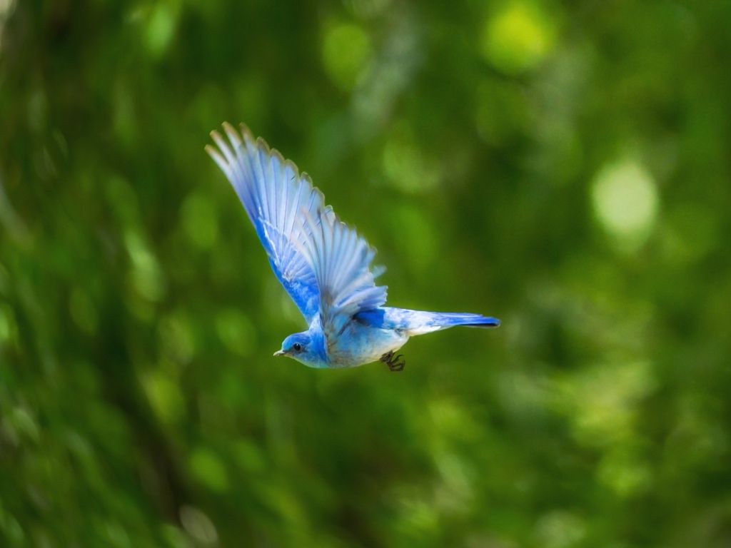 A Flying Blue Bird wallpaper
