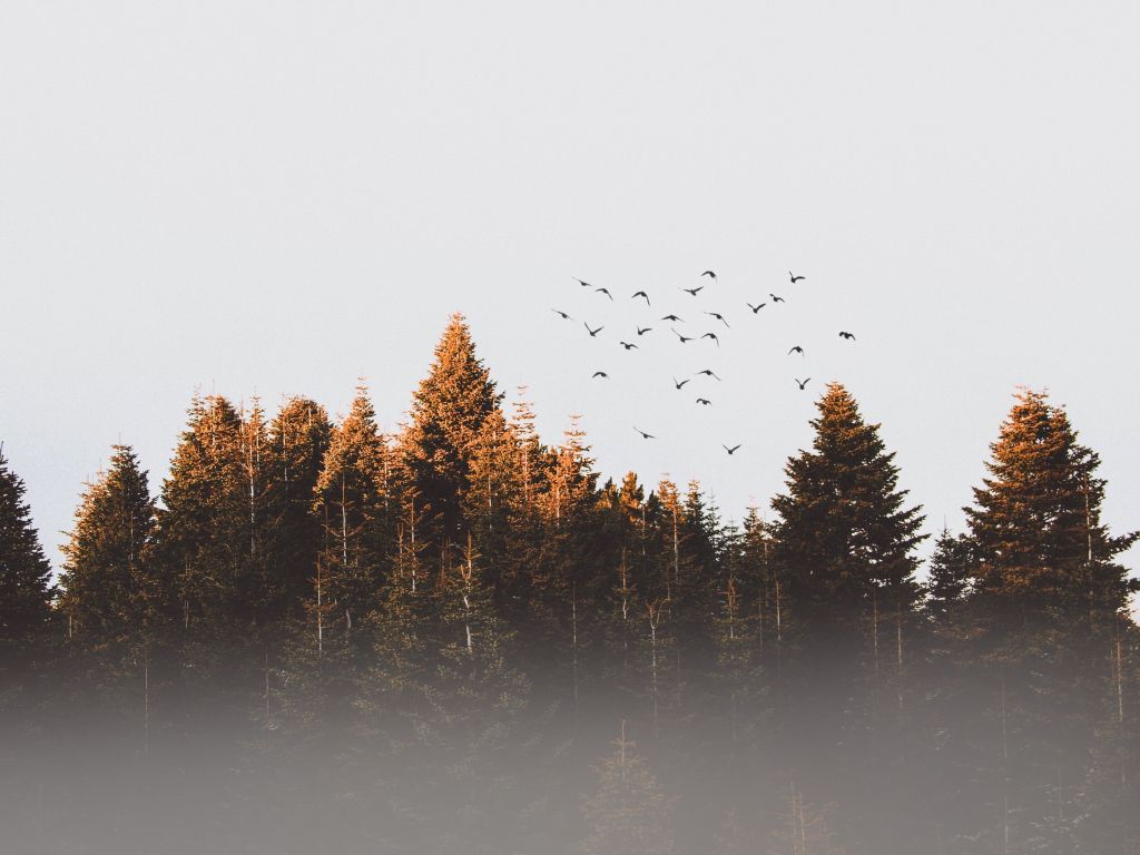 A Forest and a Few Birds wallpaper