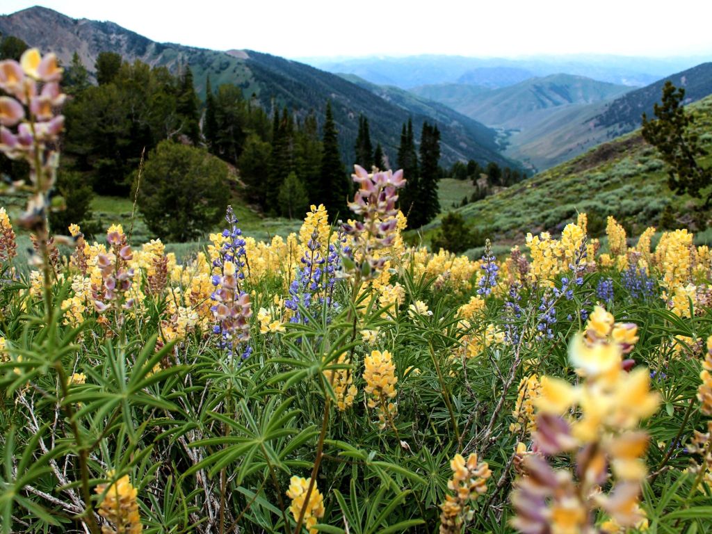 Flowery Landscape in Sun Valley Idaho wallpaper