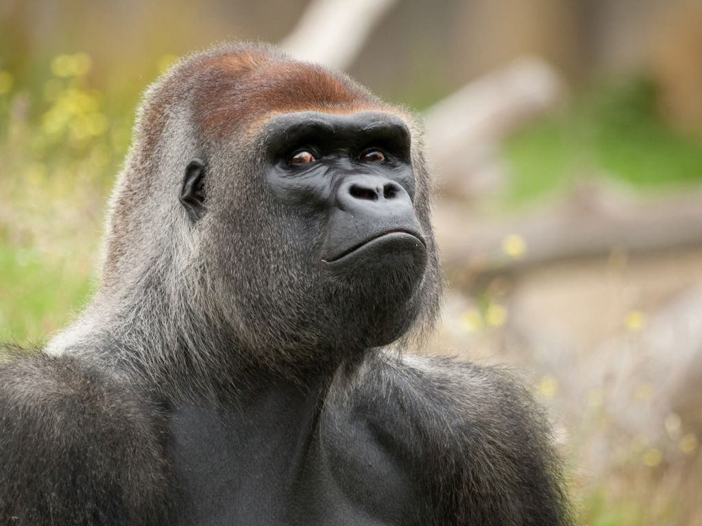 A Gorilla Monkey is in Angry Mode and Staring Amazingly wallpaper