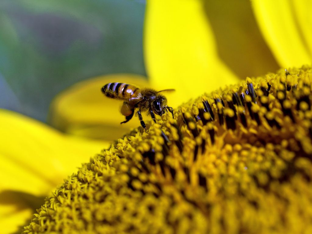 A Honey Bee Lands on a Sun Flower wallpaper