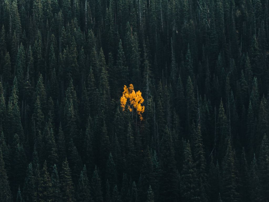 A Lonely Aspen in an Evergreen Forest - Telluride Colorado wallpaper