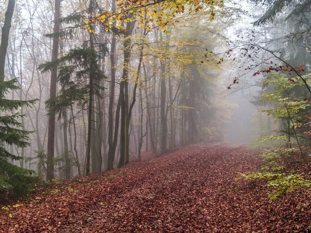 A Misty Trail in the Bavarian Woods wallpaper