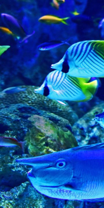 A Mixture of Coral Reef Fish Swims Past at the Cairns Aquarium wallpaper in  360x720 resolution
