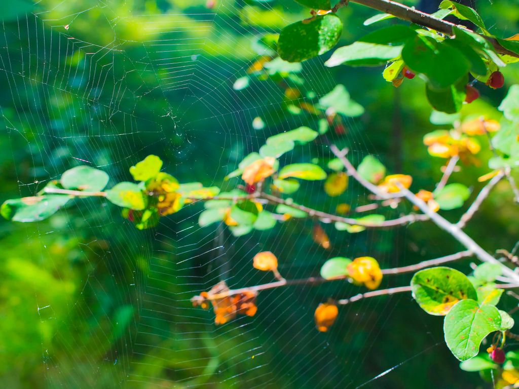 A Spiderweb in a Morning Forest wallpaper