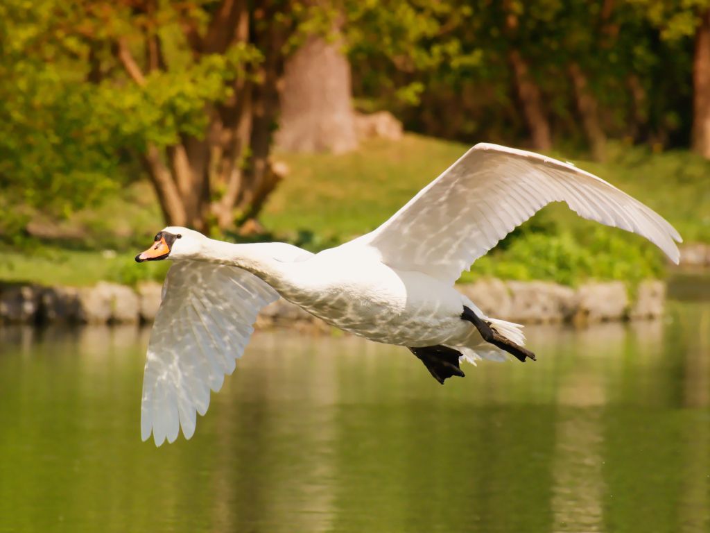 A Swan in Flight wallpaper