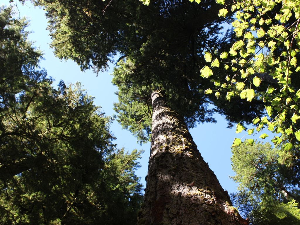 A Tree in Hoh Rainforest Washington wallpaper