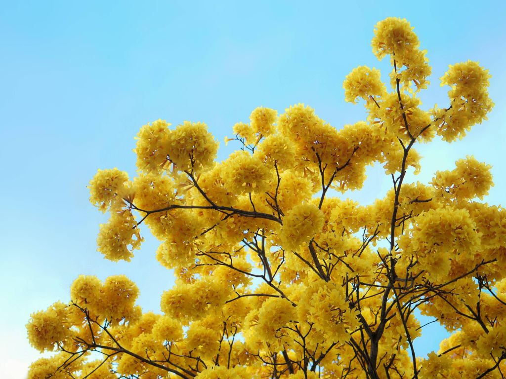 A Yellow Tree That Only Blooms in the Spring #2 wallpaper