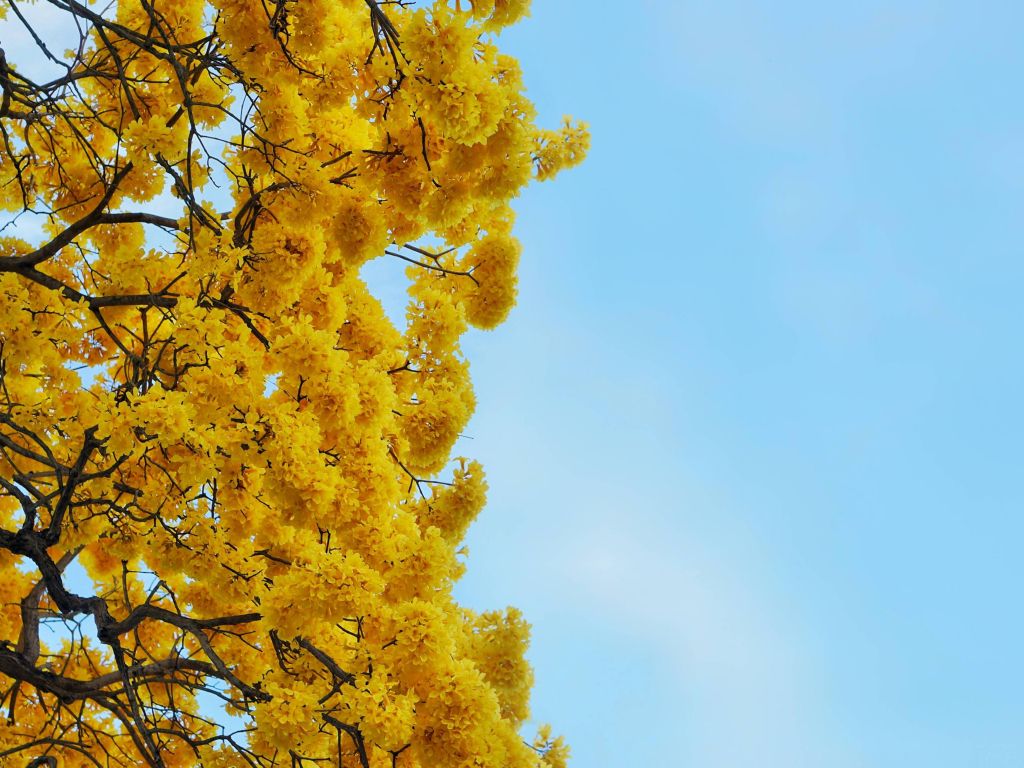 A Yellow Tree That Only Blooms in the Spring wallpaper