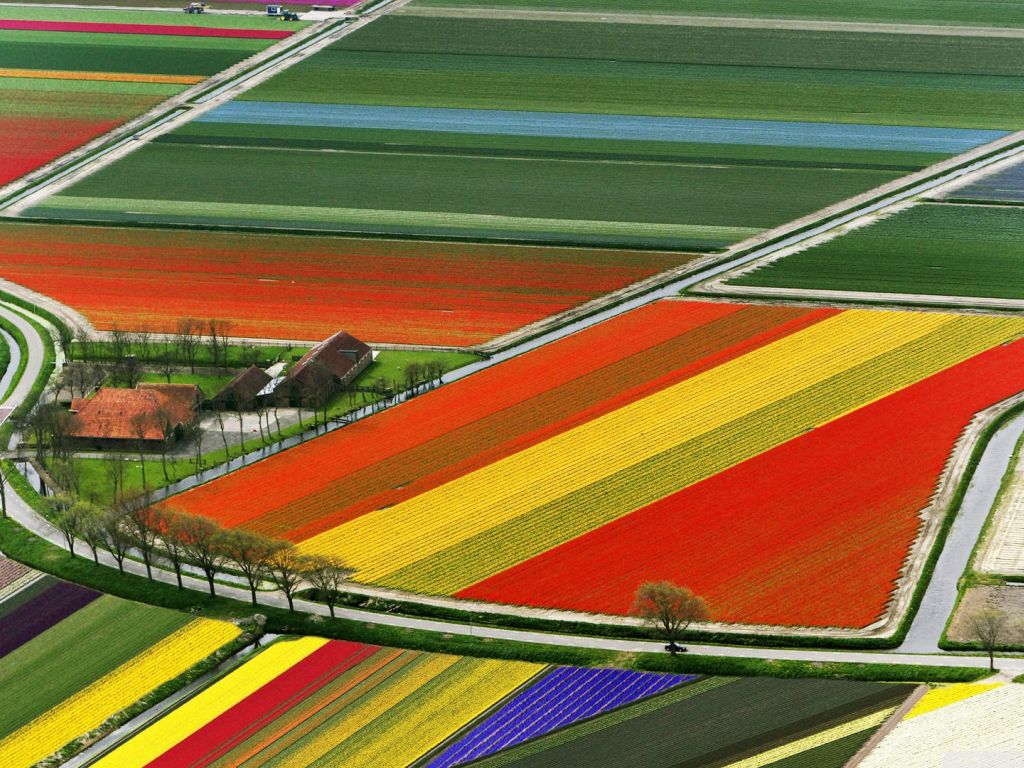Aerial View of Tulip Flower Fields Amsterdam the wallpaper