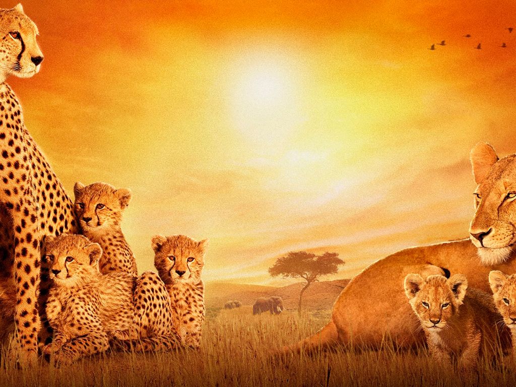African Cats wallpaper
