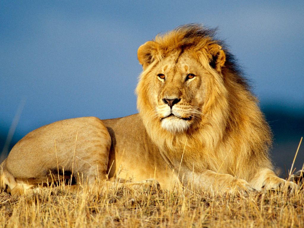 African Lion King wallpaper