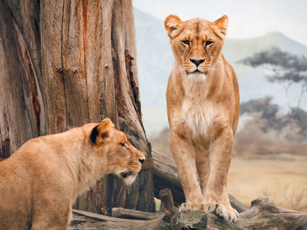 African Lioness 20430 wallpaper