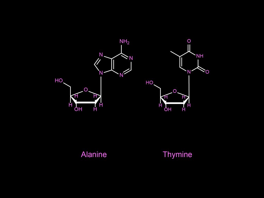 Alanine and Thymine wallpaper