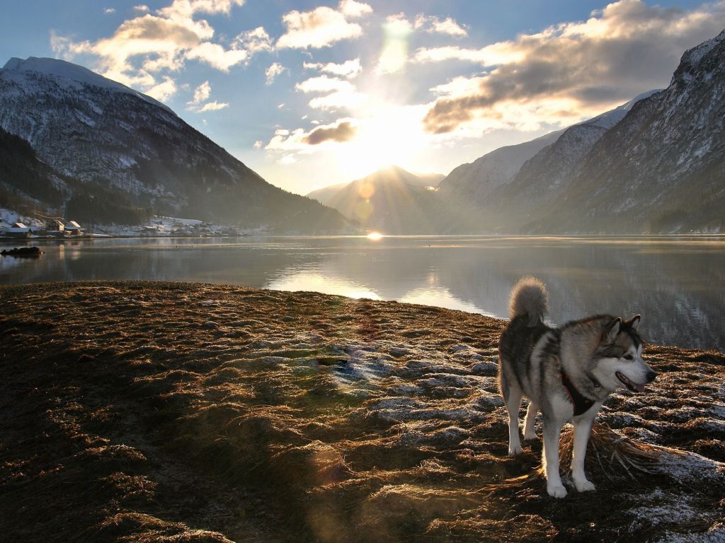 Alaskan Husky in His Domain wallpaper