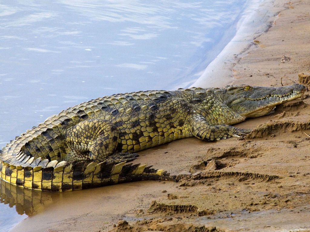 Alligator Crawling on Beach wallpaper