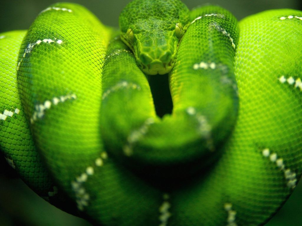 Amazing Green Snake wallpaper