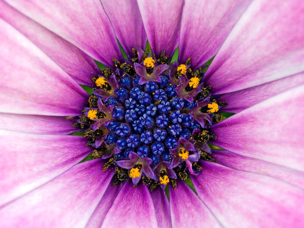 Amazing Purple Flower wallpaper