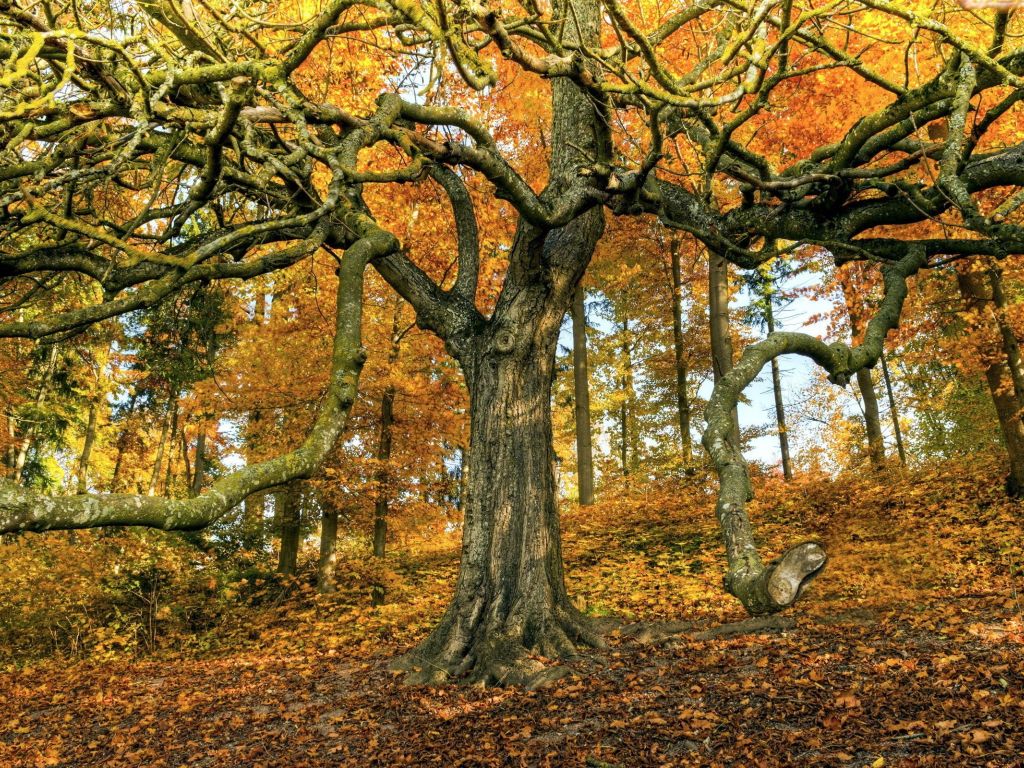 Amazing Tree in Autumn Season wallpaper