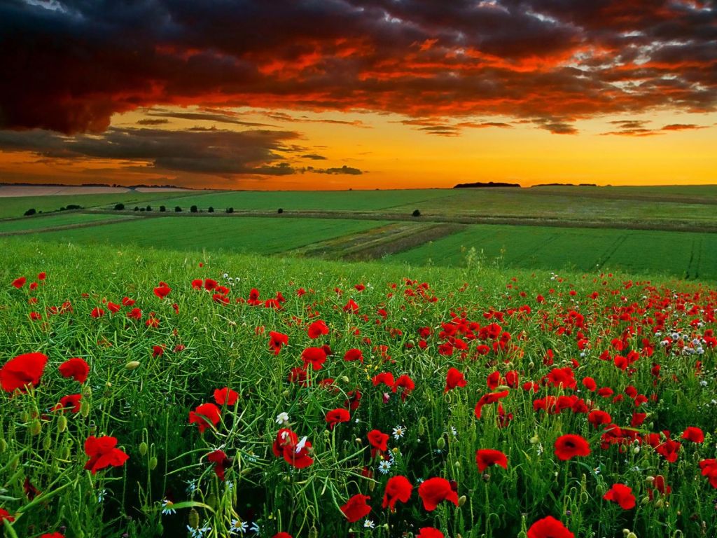 Amazing of Fields And Beautiful Sky wallpaper