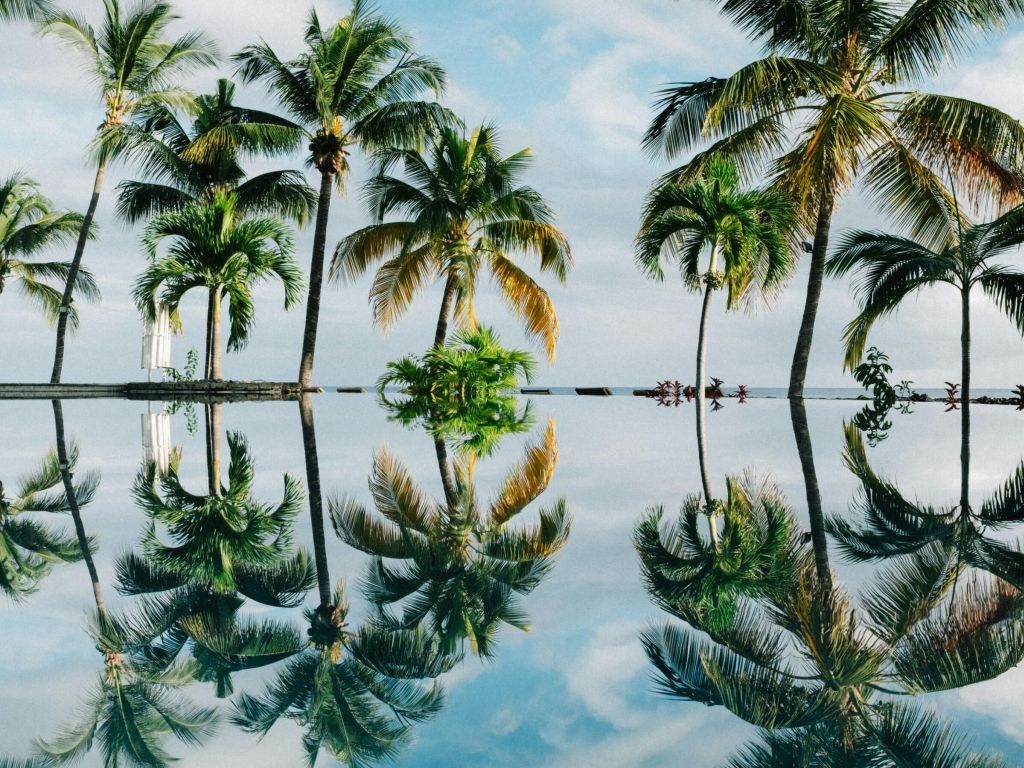 Amazing Water Reflection Of Trees wallpaper