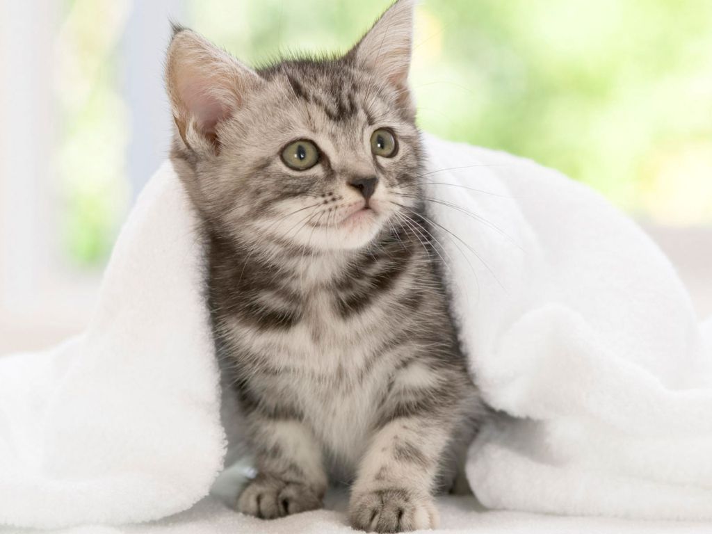 American Shorthair Kitten wallpaper