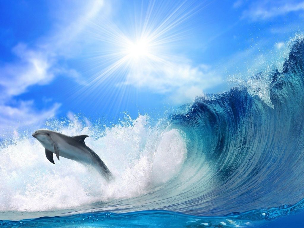 An Amazing of Dolphin wallpaper
