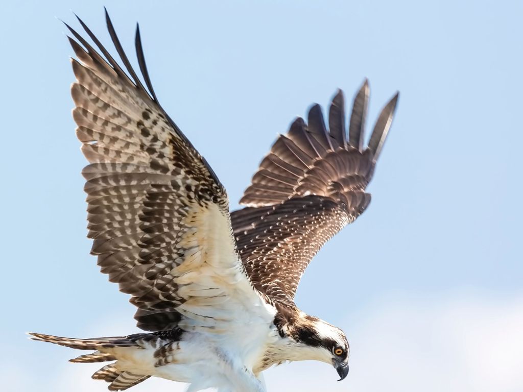 An Osprey Coming in for a Landing wallpaper