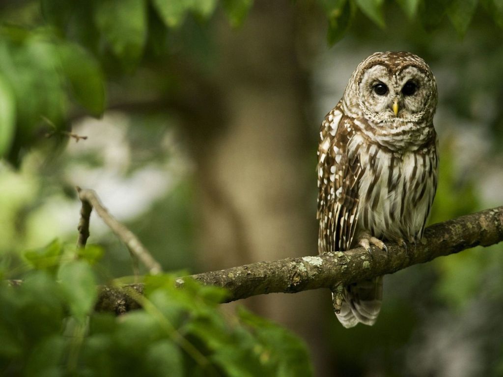 An Owl Sits on a Tree Branch wallpaper