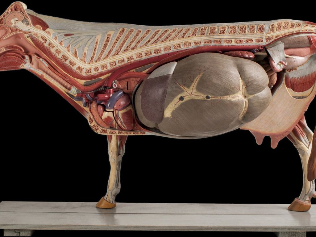 Anatomical Model of a Cow wallpaper