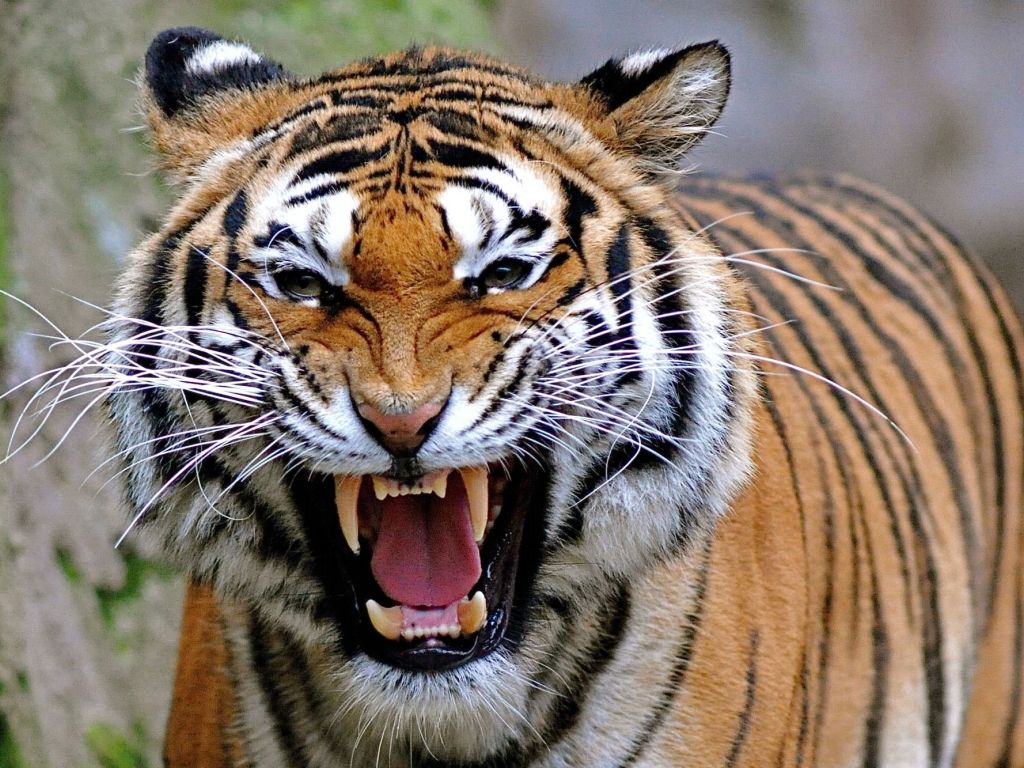 Angry Tiger 16936 wallpaper
