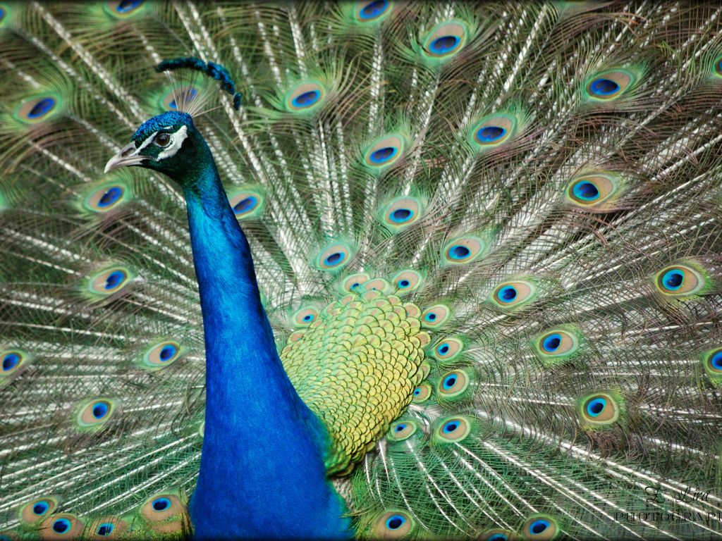 Animal peacock wallpaper