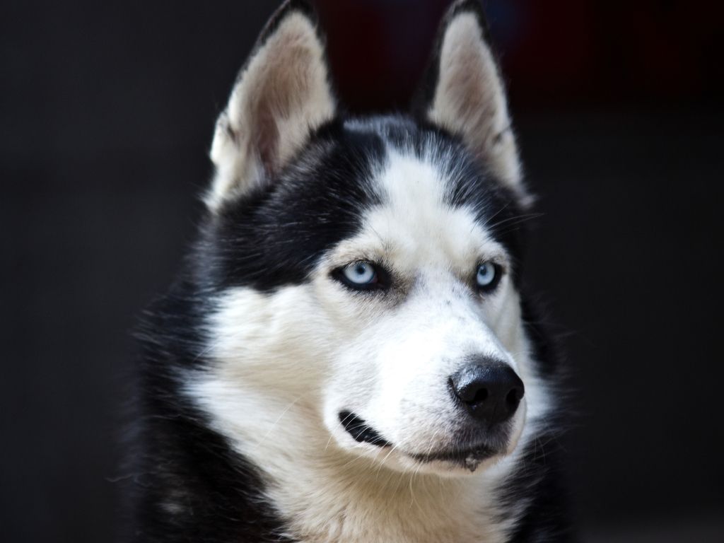 Annoyed Husky Looking Face wallpaper