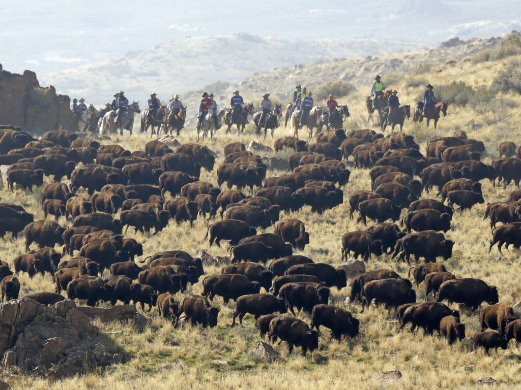 Annual Bison Roundup Antelope Island Utah wallpaper