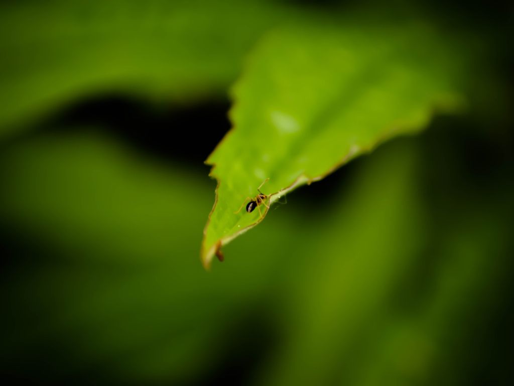 Ant on a Leaf wallpaper
