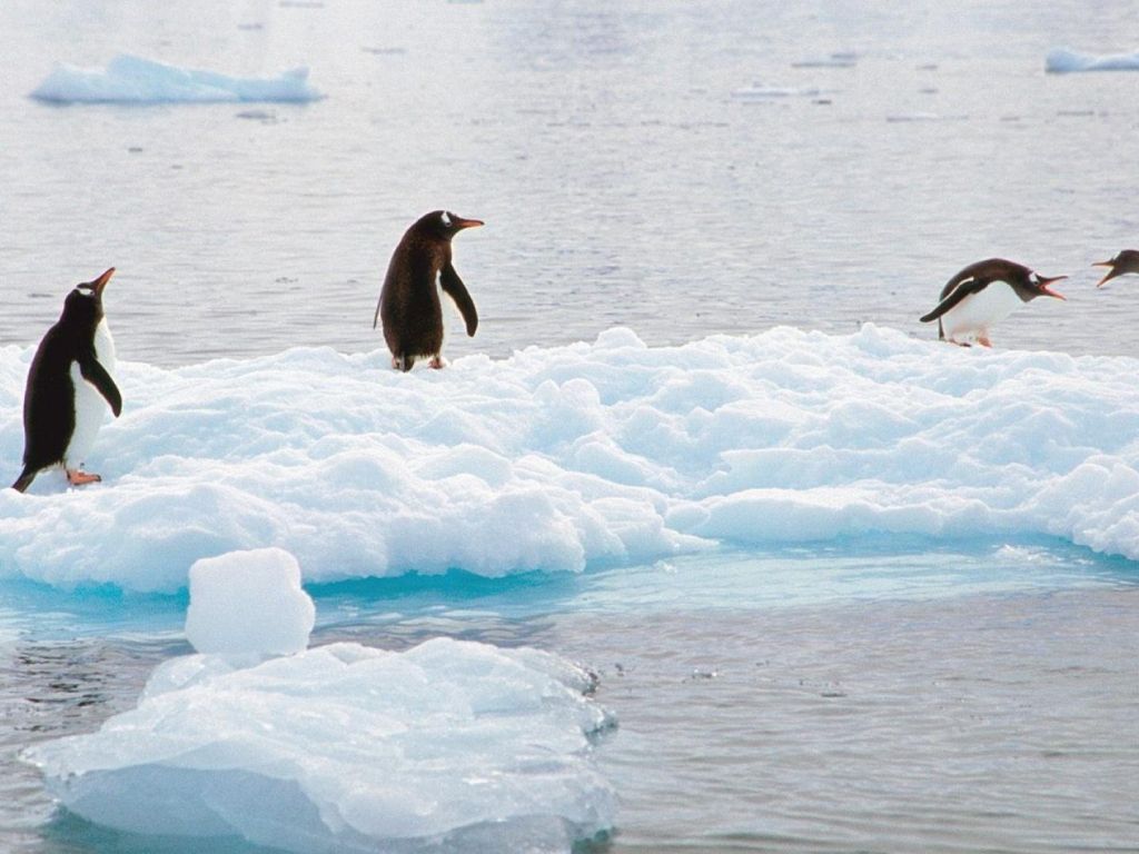Antarctic Penguins wallpaper